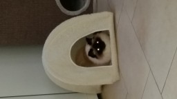 Crystel