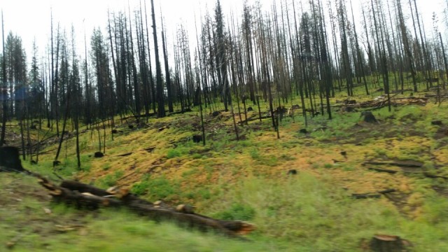 verbrande bomen