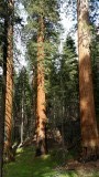 sequoia