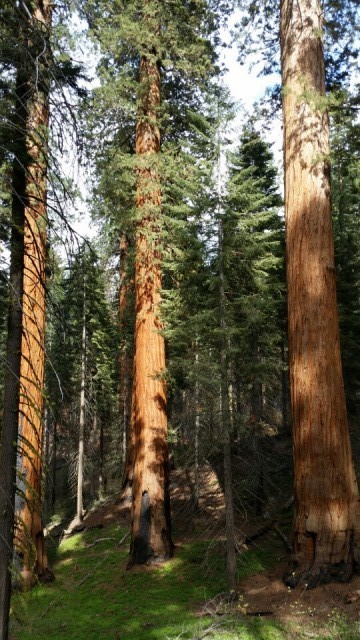 sequoia