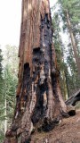 Grote boom