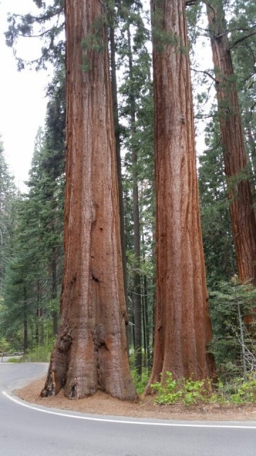 Sequoia