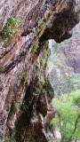 weeping rock