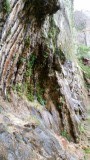 weeping rock