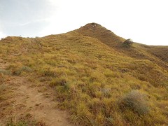 bijna