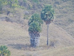 aparte bomen