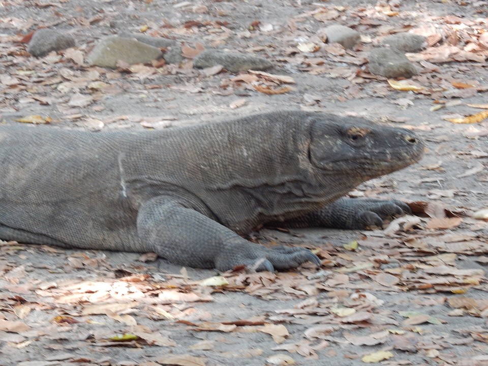 gigantisch