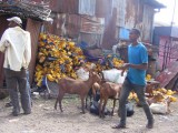 Assela (3)