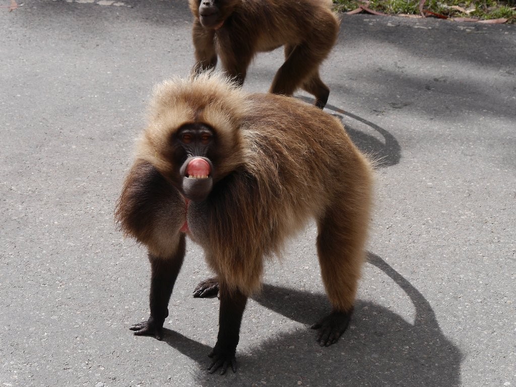 Etappe 3 Debre Sina Debre Birhan Reisverhaal Cycle for Light