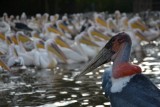 blog 4 - Vogels bij Lake Ziway-001