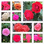 Willekeur aan rozen