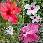 Gek op bloemen!
