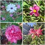 Blommekes