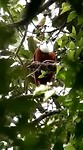 Drielelklokvogel