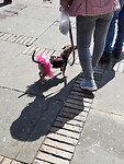 Hondje met jurkje