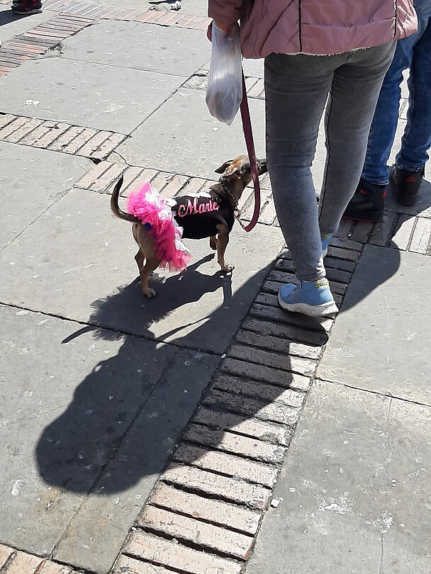 Hondje met jurkje
