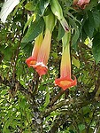 Brugmansia vulcanicola