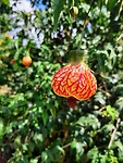 Mooie bloem, net een hart of lampion