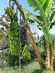 Flinke tros bananen