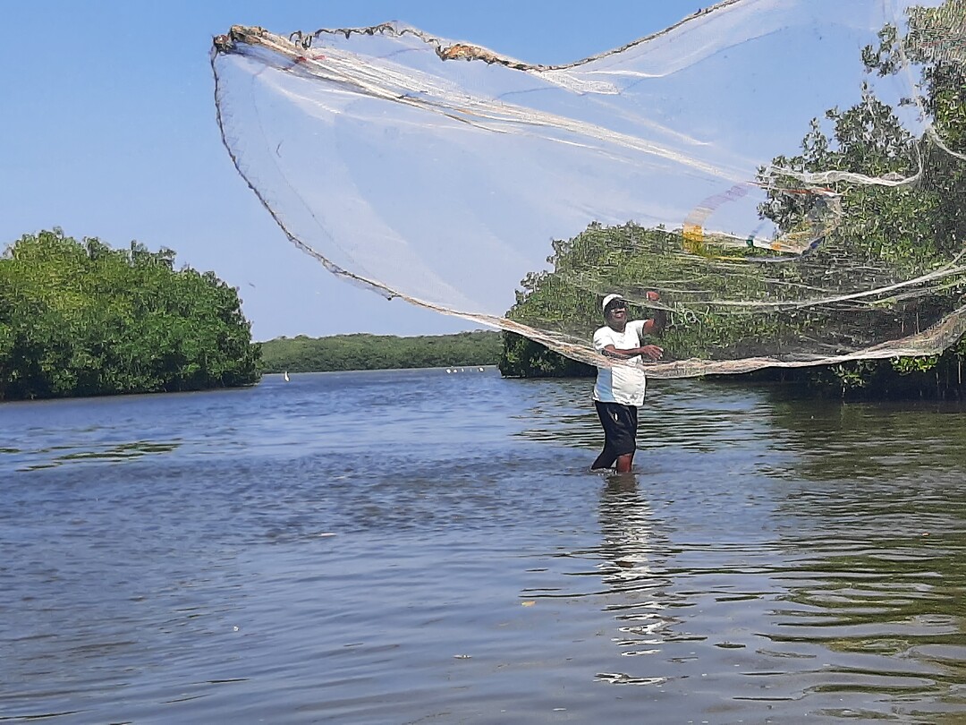Vissen in de mangrove