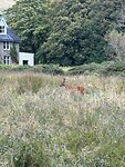 Ree in de tuin bij het hotel