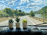 Kamerplantjes on the move