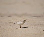Mooie vogeltjes aan zee...