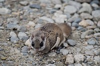 Flying Squirrel