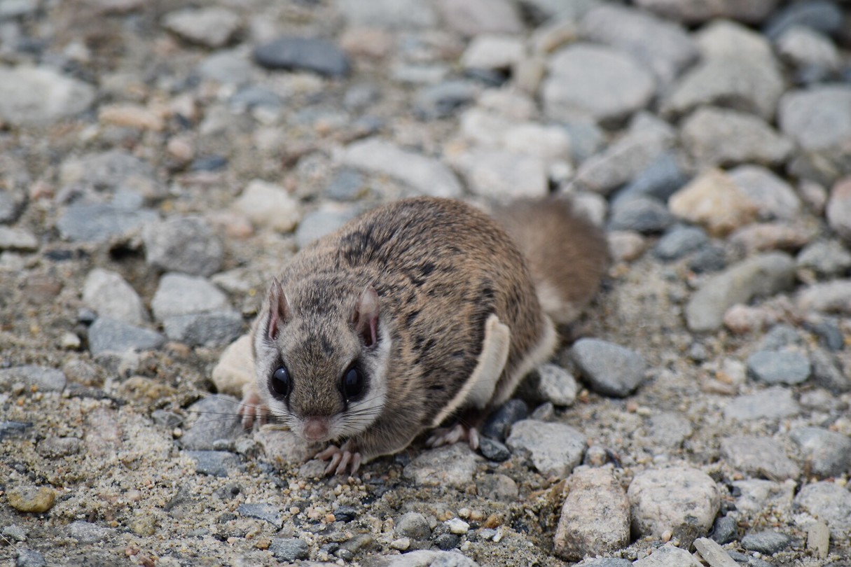 Flying Squirrel
