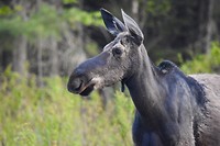Moose dus