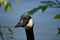 De GCG (Grote Canadese Gans) 😂