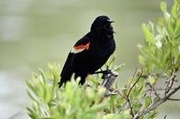 De RBB (Red-winged blackbird) hoe origineel 🤭
