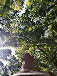 Het bos