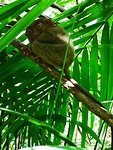 Tarsier aapje