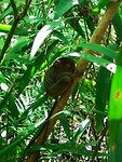 Tarsier aapje