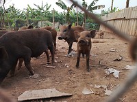 Piggy's🐖