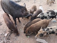 Piggy's🐷