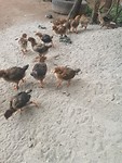 Kuukn's🐤