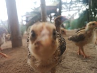 Nieuwschierig kuukn🐥