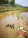 Daffie Ducky's
