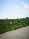 Buffeltjes