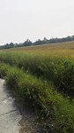 Fietsend door de rijstvelden