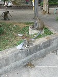 Baby monkey