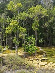 Emerald pool boompjes in warm water