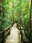 Door de jungle