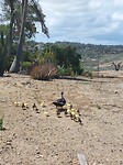 🦆🦆🦆🦆🦆🦆🦆