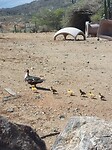 Daffie Duckjes