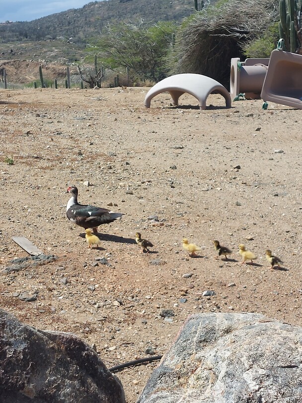 Daffie Duckjes