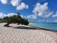 Divi tree Eagle Beach