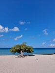 Divie tree